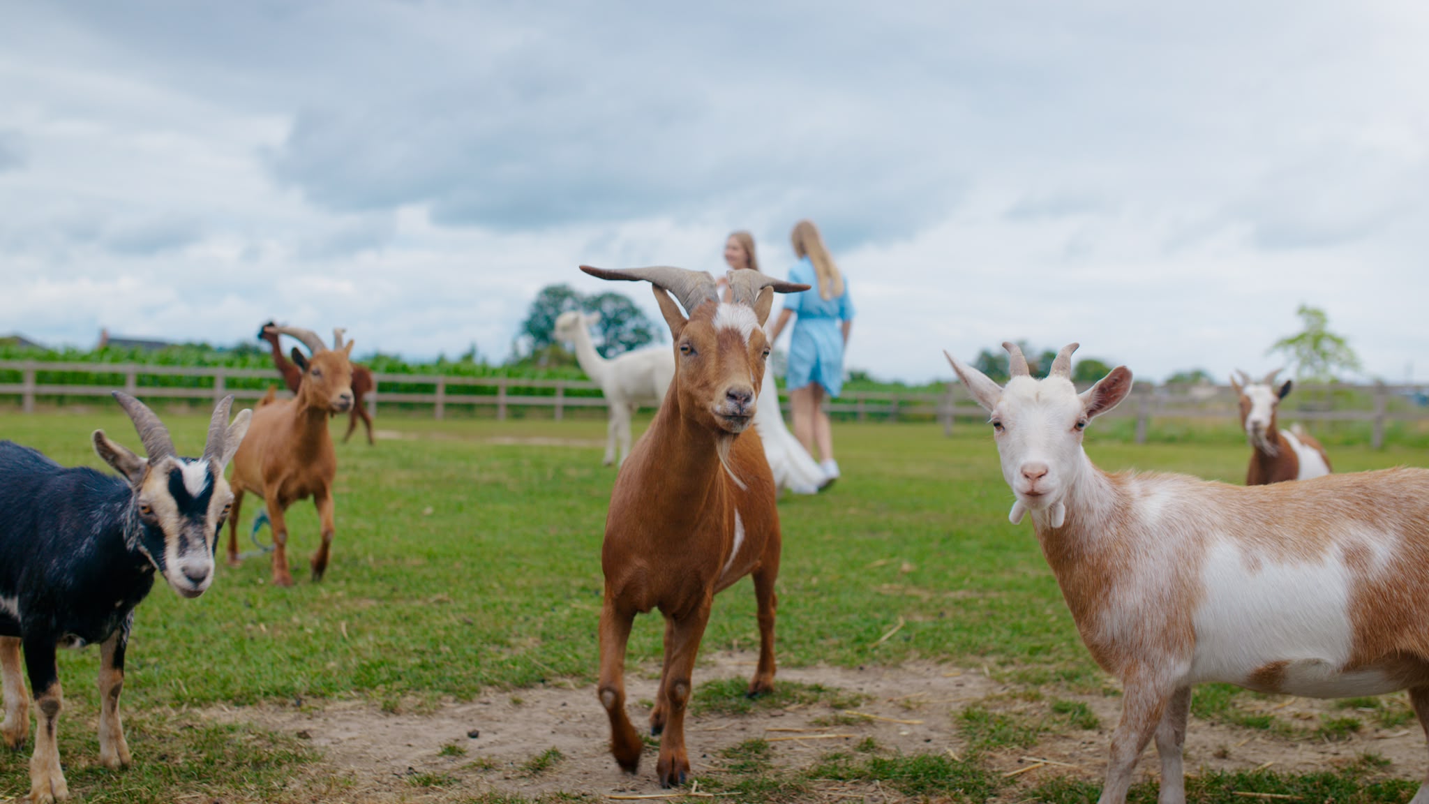 Geiten in het mini-zoo van Au Porte Bonheur